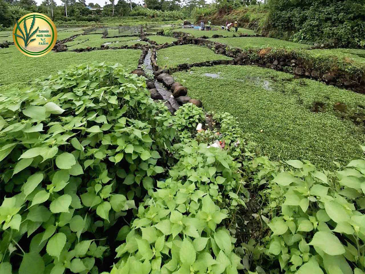 Mua rau liệt tươi ngon tại TPHCM, Hà Nội, Lâm Đồng, Quảng Trị - Giao hàng tận nơi