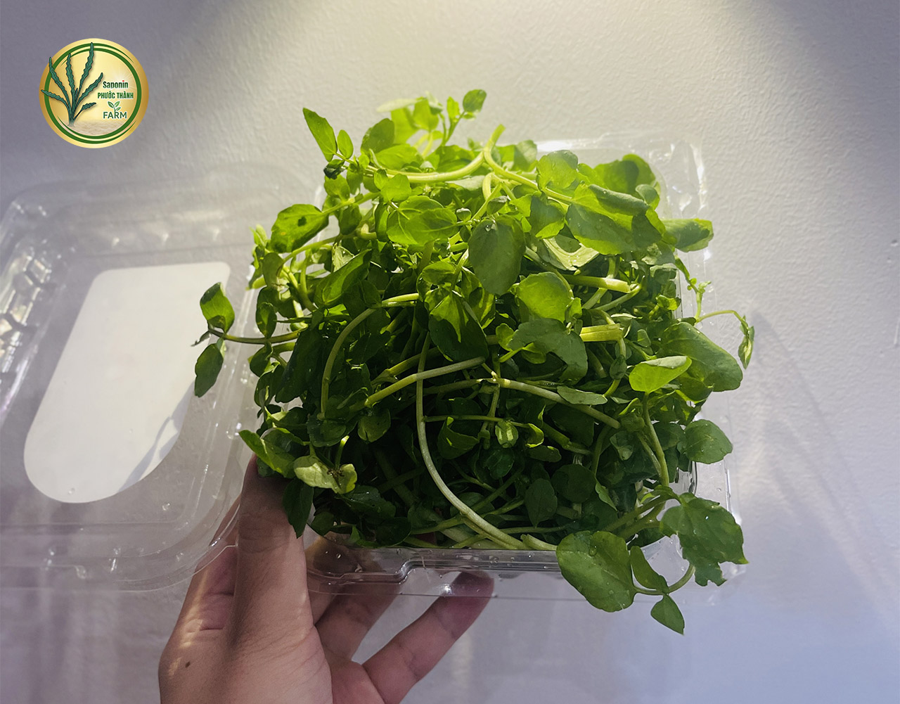 công dụng của rau liệt