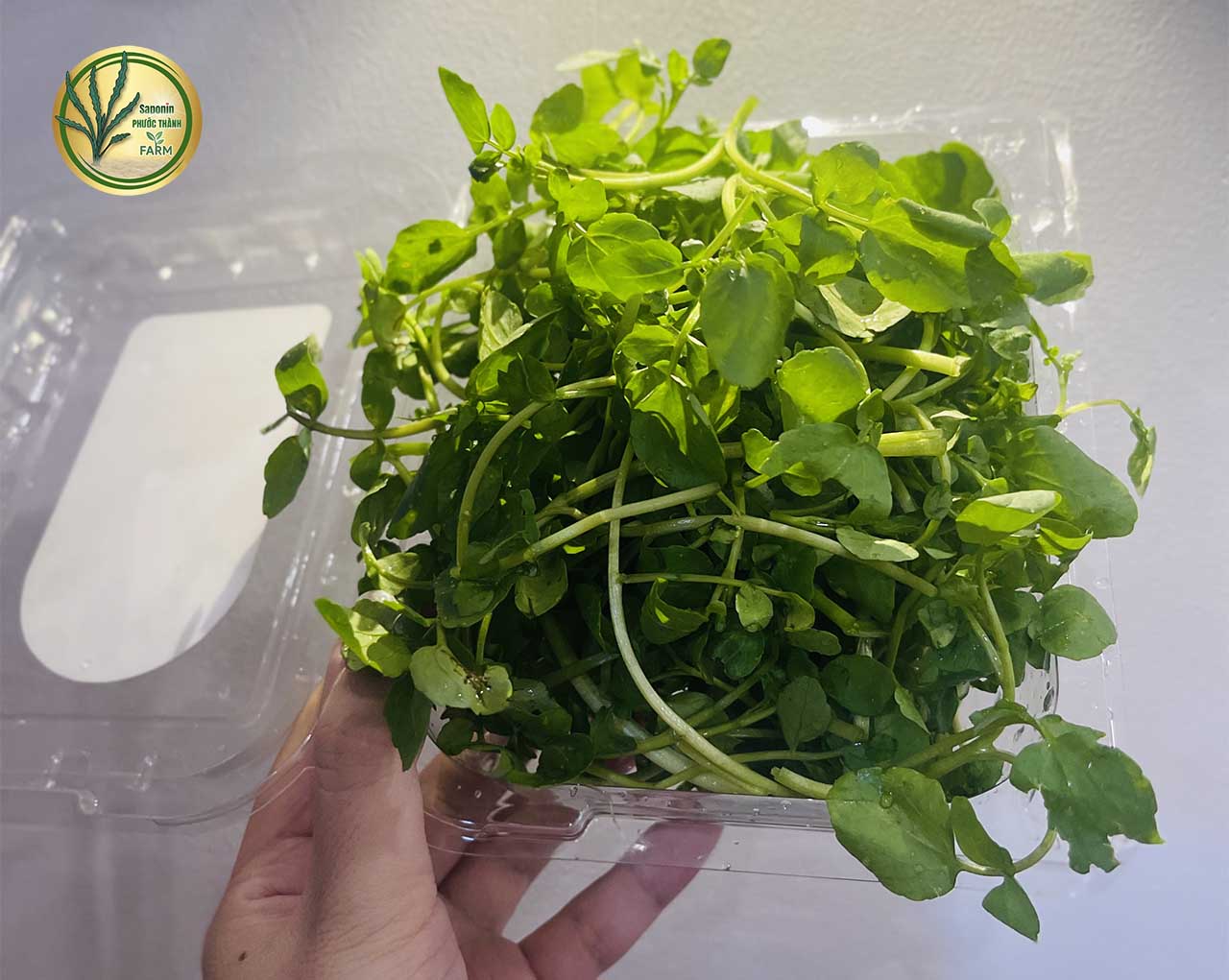 Bà bầu có ăn được rau liệt không? Cách nhặt rau liệt, nấu canh tôm tươi và thịt bằm ngon