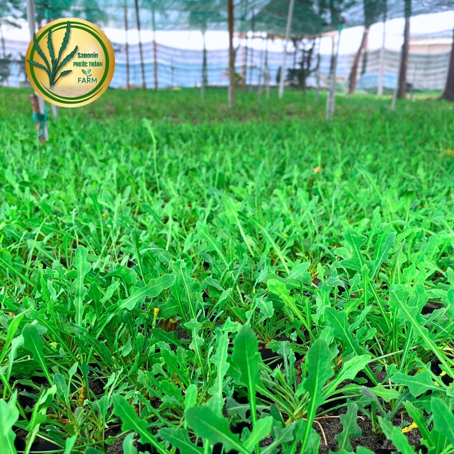 Rau sâm biển không chỉ là một loại rau dại ven biển quen thuộc mà còn được xem như một “thảo dược” với giá trị dinh dưỡng cao. Đặc biệt, các nhà nghiên cứu tại Đại học Nông Lâm TP.HCM đã nghiên cứu và công bố rằng trong rau sâm biển có chứa saponin - một hoạt chất quý hiếm có khả năng chống ung thư mạnh mẽ.
