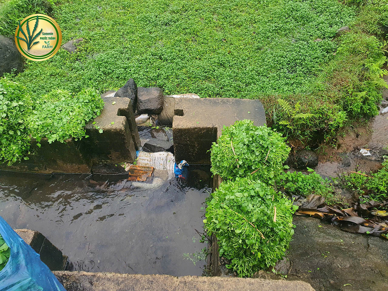 Rau liệt hữu cơ VietGAP an toàn